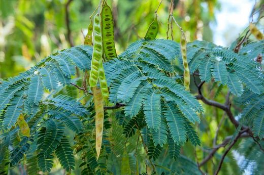 Acacia de Constantinopla, Albizia julibrissin.