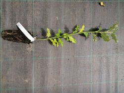 Azevinho, acivro, ilex aquifolium