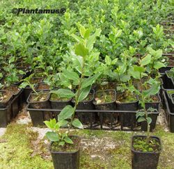 Azevinho, acivro, ilex aquifolium