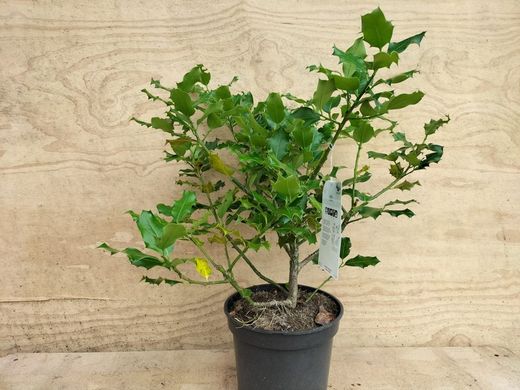 Azevinho, acivro, ilex aquifolium