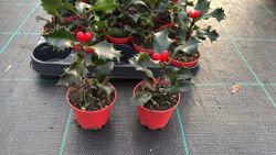 Azevinho, acivro, ilex aquifolium