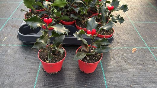 Azevinho, acivro, ilex aquifolium