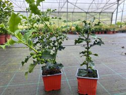 Azevinho, acivro, ilex aquifolium