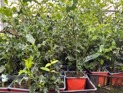 Azevinho, acivro, ilex aquifolium