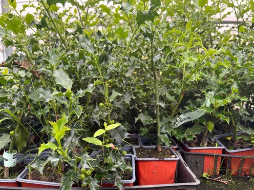 Azevinho, acivro, ilex aquifolium