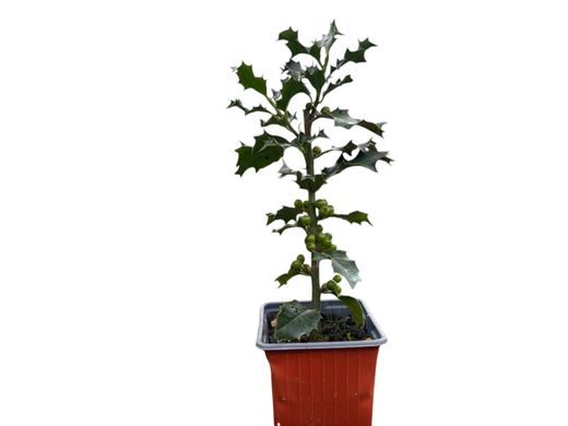 Azevinho, acivro, ilex aquifolium