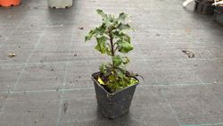 Azevinho, acivro, ilex aquifolium