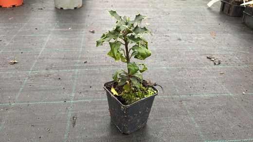 Azevinho, acivro, ilex aquifolium