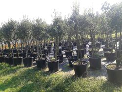 Holly ou acivro em vaso. Ilex aquifolium