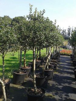 Holly ou acivro em vaso. Ilex aquifolium