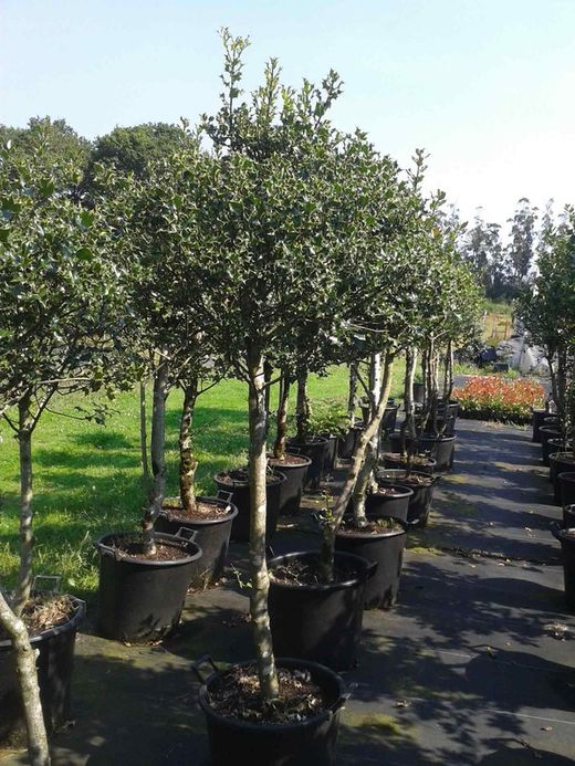 Holly ou acivro em vaso. Ilex aquifolium