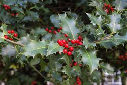Acebo, plantas de acivro en maceta de 3L