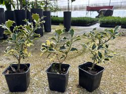 Acebo variegado - Ilex aquifolium "Silver queen"