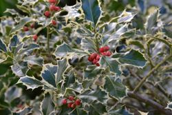 Acebo variegado - Ilex aquifolium "Silver queen"