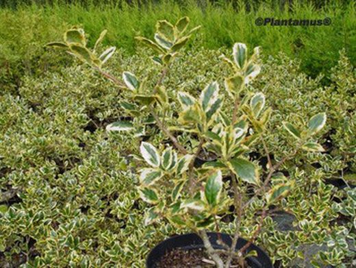 Variegado do azevinho, variegata do acivro