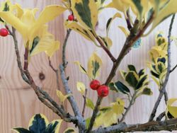 Variegado do azevinho, variegata do acivro