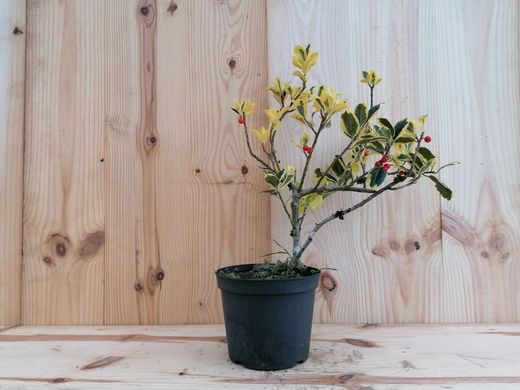 Variegado do azevinho, variegata do acivro