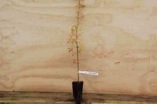 Acer buergerianum, arce tridente