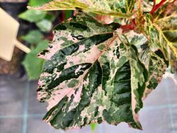 Acer conspicuum Red flamingo