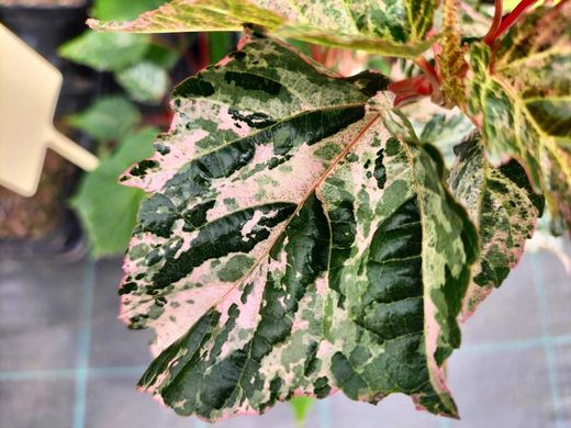 Acer conspicuum Red flamingo