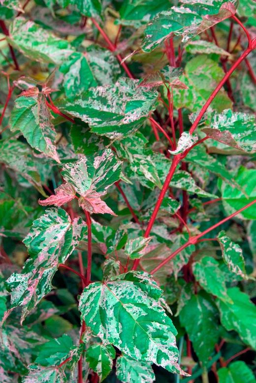 Acer conspicuum Red flamingo