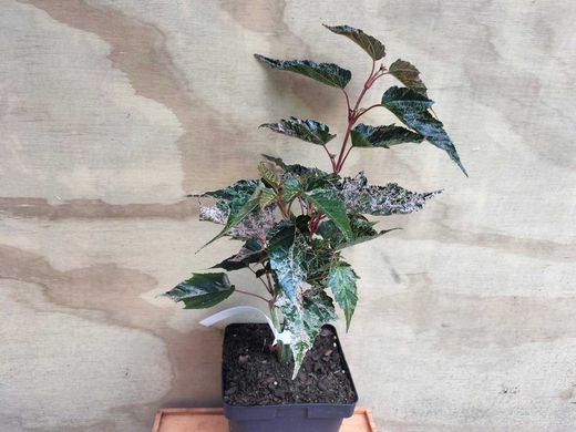 Acer conspicuum Red flamingo