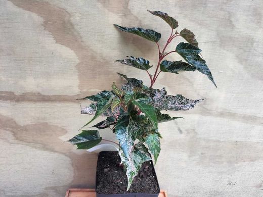 Acer conspicuum Red flamingo