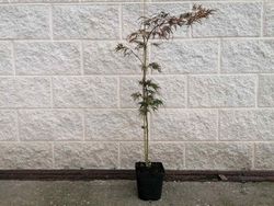 Acer dissectum Orangeola