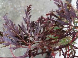 Acer dissectum Orangeola