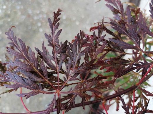 Acer dissectum Orangeola