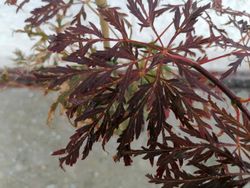 Acer dissectum Orangeola