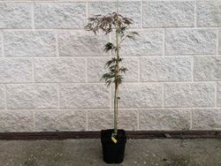 Acer dissectum Orangeola