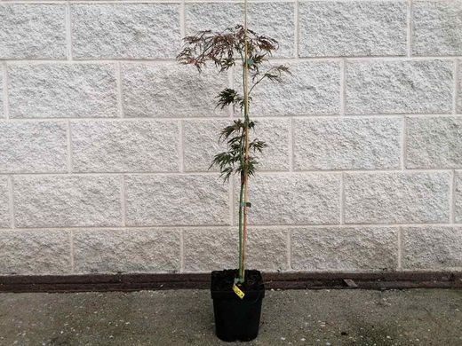 Acer dissectum Orangeola