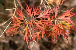 Acer dissectum Orangeola