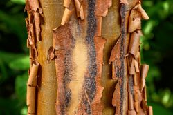 Acer griseum - Bordo de papel