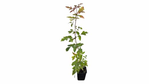 Acer griseum - Bordo de papel