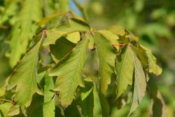 Acer griseum - Bordo de papel