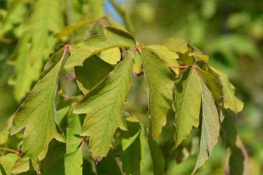 Acer griseum - Bordo de papel