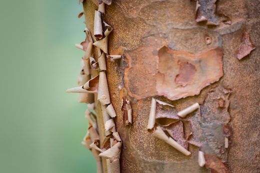 Acer griseum - Bordo de papel