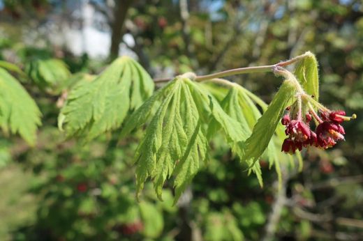 Acer japonicum "Aconitifolium" Arce aconitifolium