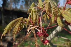 Acer japonicum "Aconitifolium" Arce aconitifolium