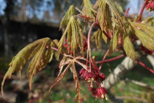 Acer japonicum "Aconitifolium" Arce aconitifolium
