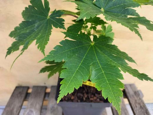 Acer japonicum "Vitifolium", arce japonés vitifolium