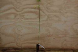 Acer negundo, planche, érable américain