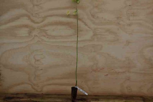 Acer negundo, planche, érable américain