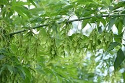 Acer negundo, planche, érable américain