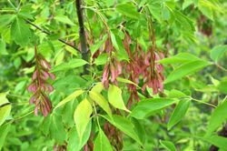 Acer negundo, planche, érable américain