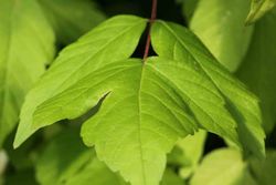 Acer negundo, planche, érable américain