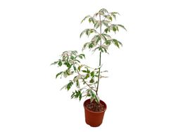 Acer negundo "Flamingo"