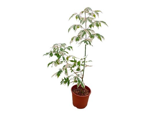 Acer negundo "Flamingo"